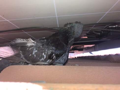 Photo of dead pigeon wrapped in wires causing issues underneath solar panel that has no bird guarding in Inland Empire, California